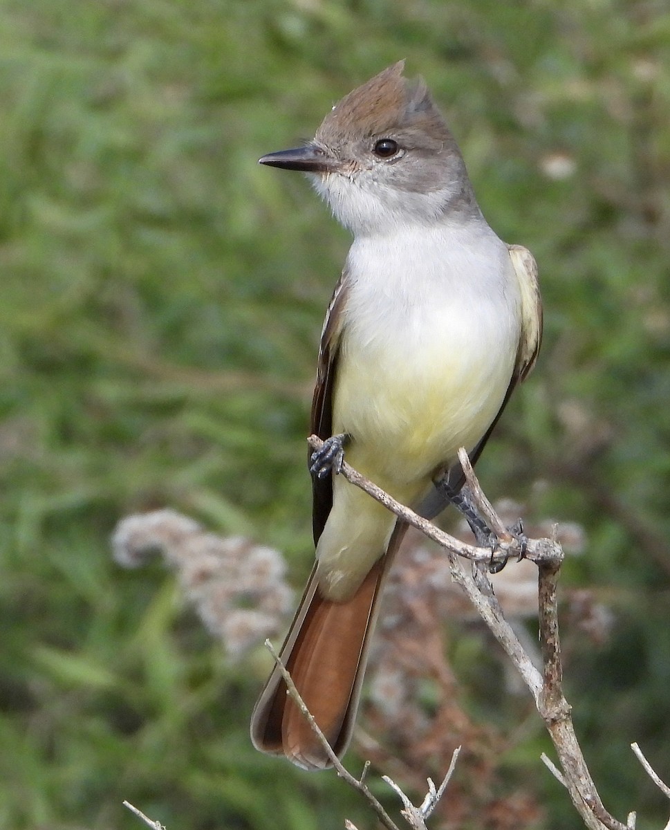 Ash-throated Flycatcher - ML612517161
