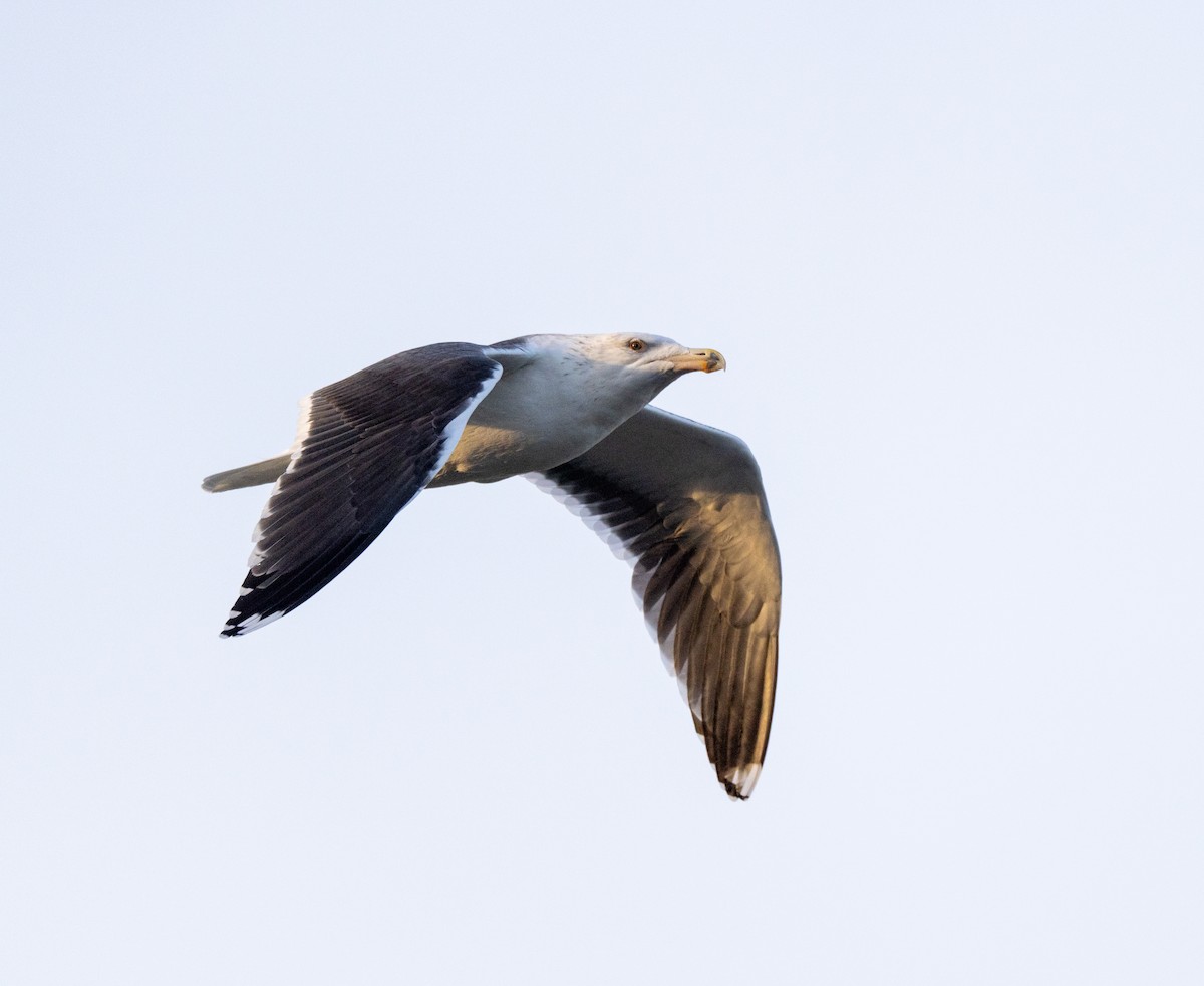 Great Black-backed Gull - ML612517162