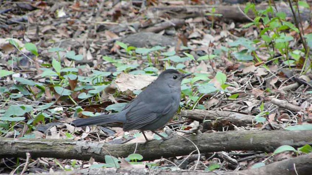 Gray Catbird - ML612517179