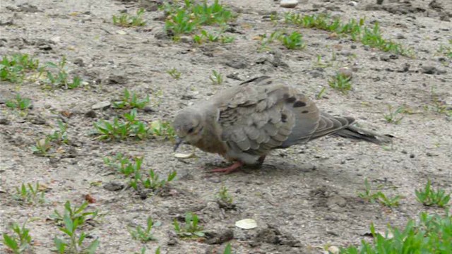 Mourning Dove - ML612517189