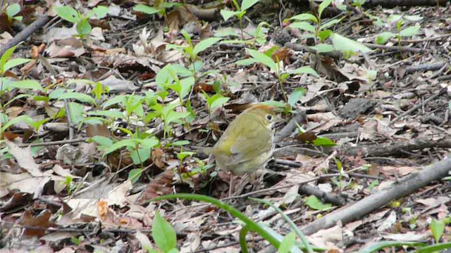 Paruline couronnée - ML612517216