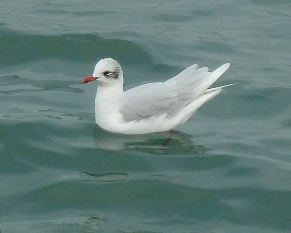 Mouette mélanocéphale - ML612517244