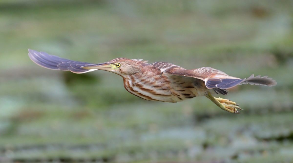 Yellow Bittern - sheau torng lim