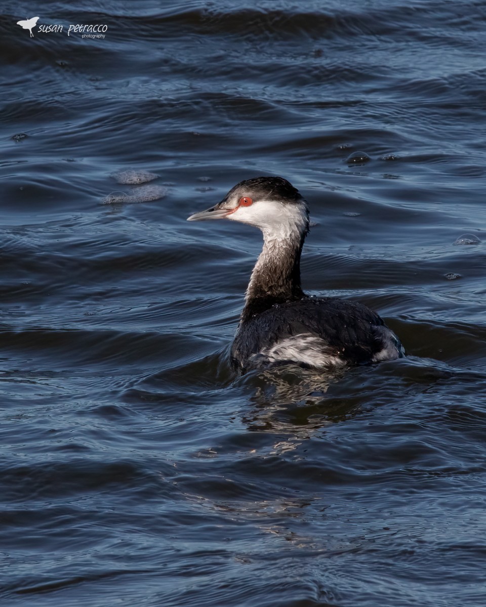 Horned Grebe - Susan Petracco