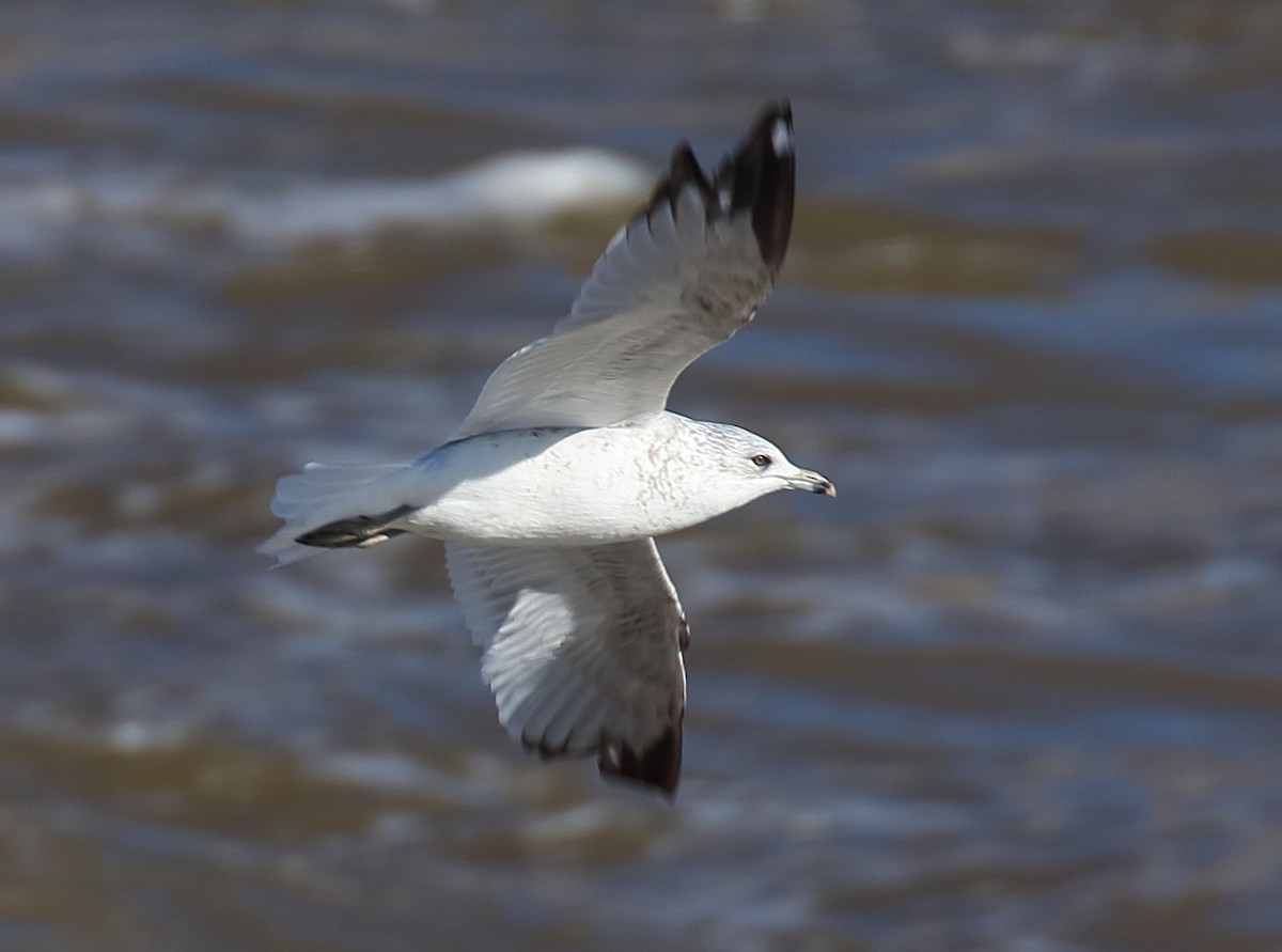 Ring-billed Gull - ML612517319