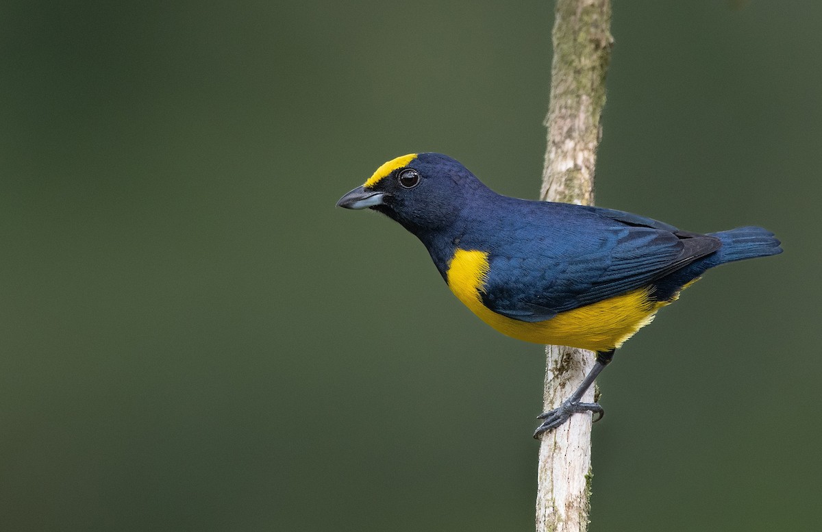 Spot-crowned Euphonia - Diego Rodríguez C.