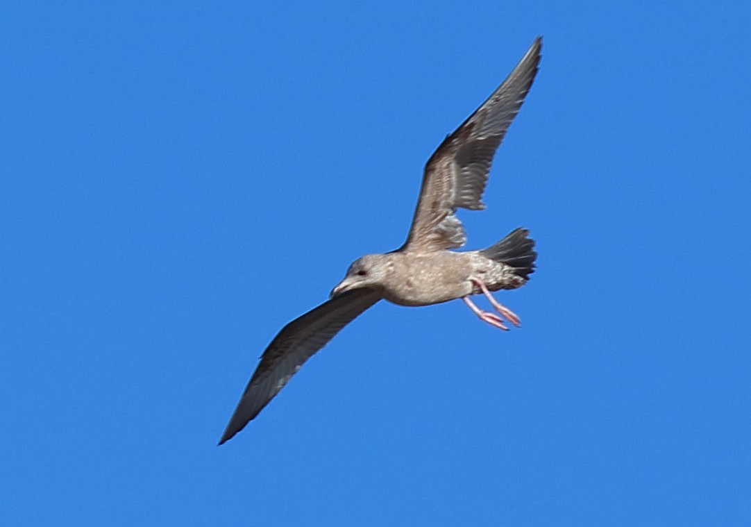 Herring Gull (American) - ML612517341