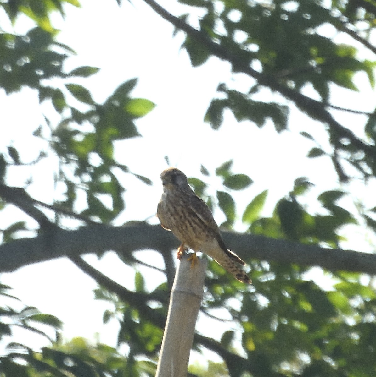 Начин шонхор - ML612517354