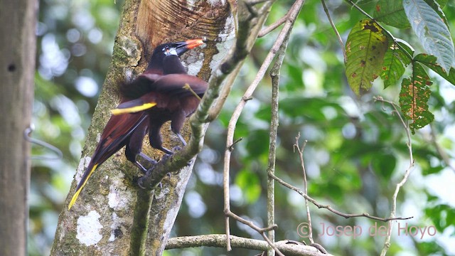 Montezuma Oropendola - ML612517413