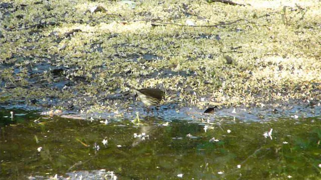 Northern Waterthrush - ML612517464