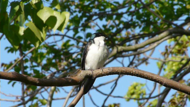 Golondrina Bicolor - ML612517472