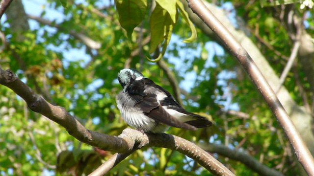 Golondrina Bicolor - ML612517474