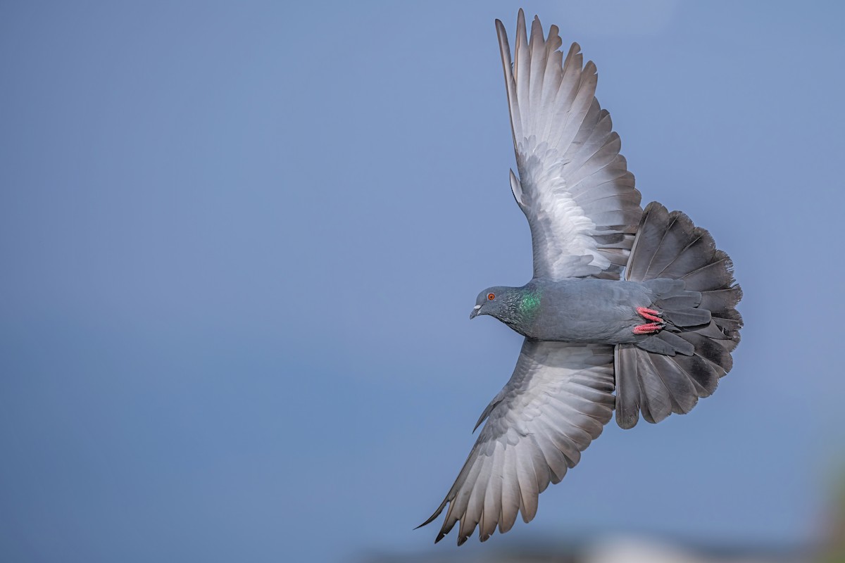 Rock Pigeon (Feral Pigeon) - ML612517517