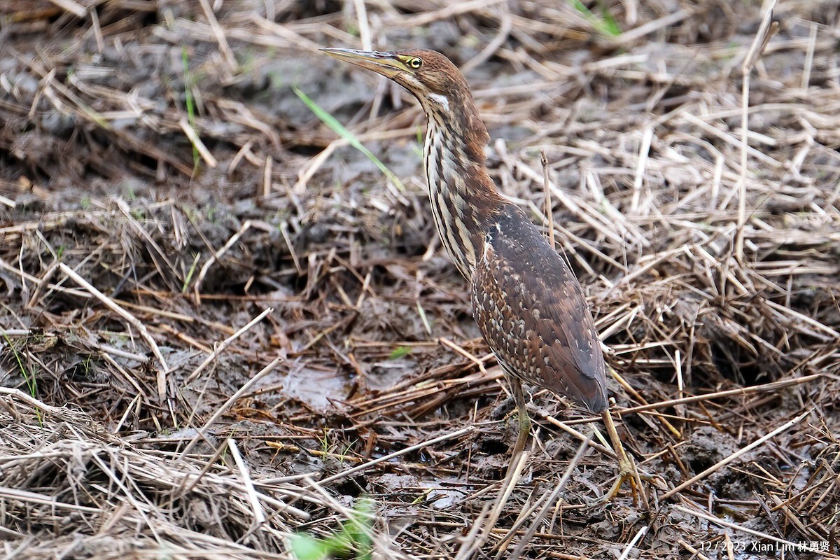 Cinnamon Bittern - ML612517560