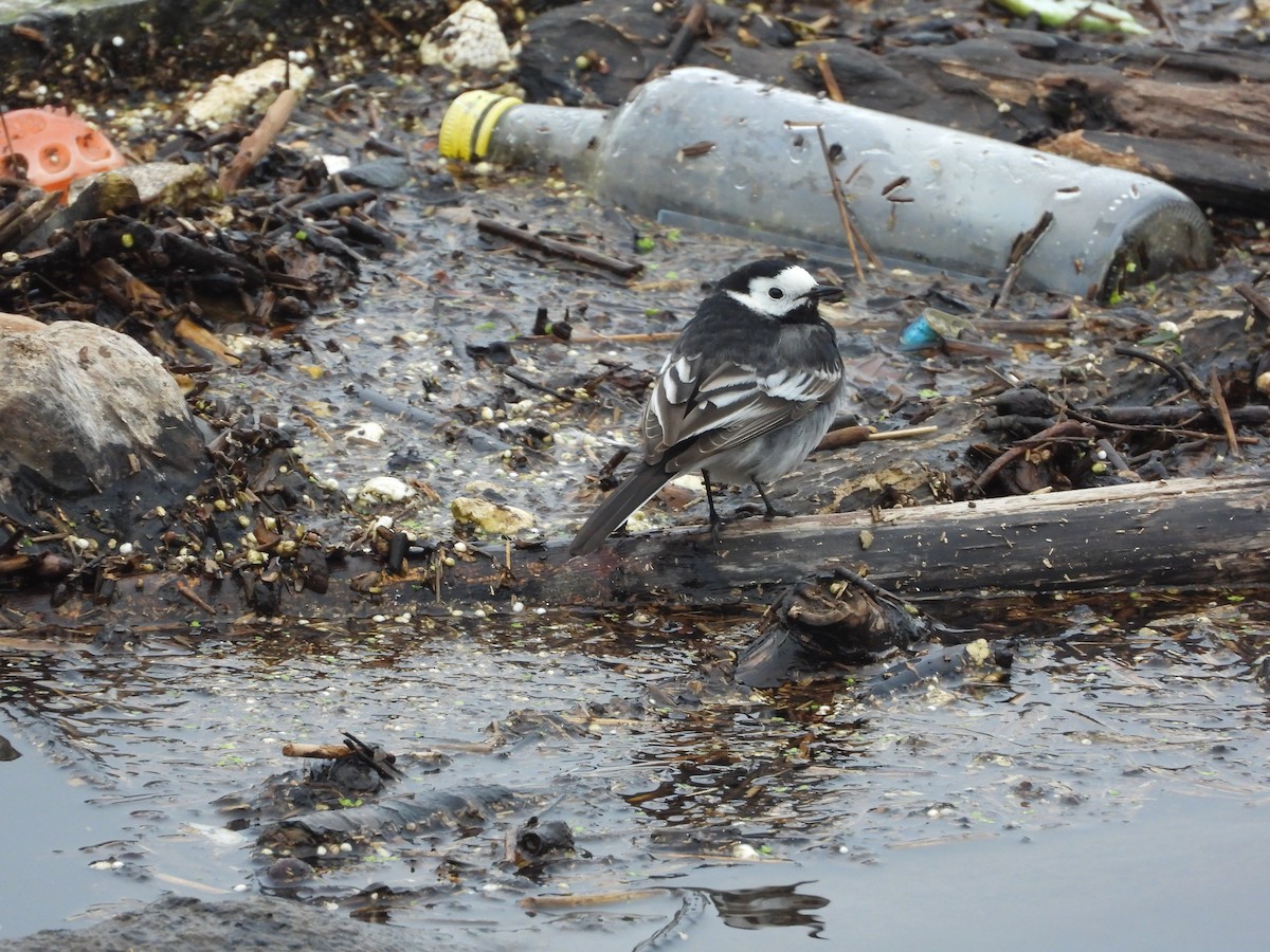 White Wagtail (British) - ML612517561