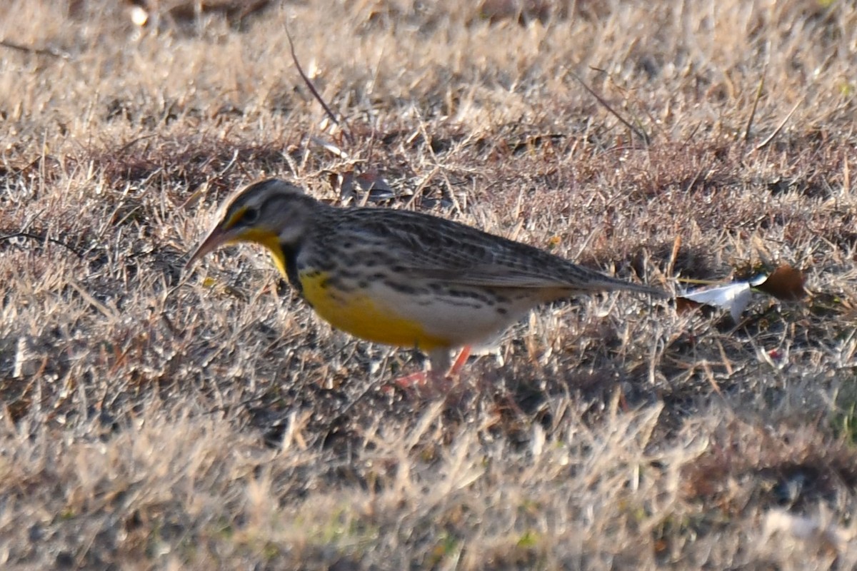 Eastern Meadowlark - ML612517593