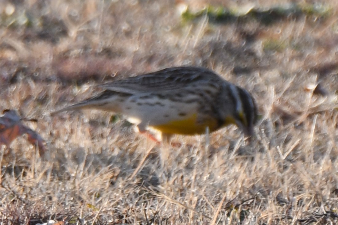 Eastern Meadowlark - ML612517595