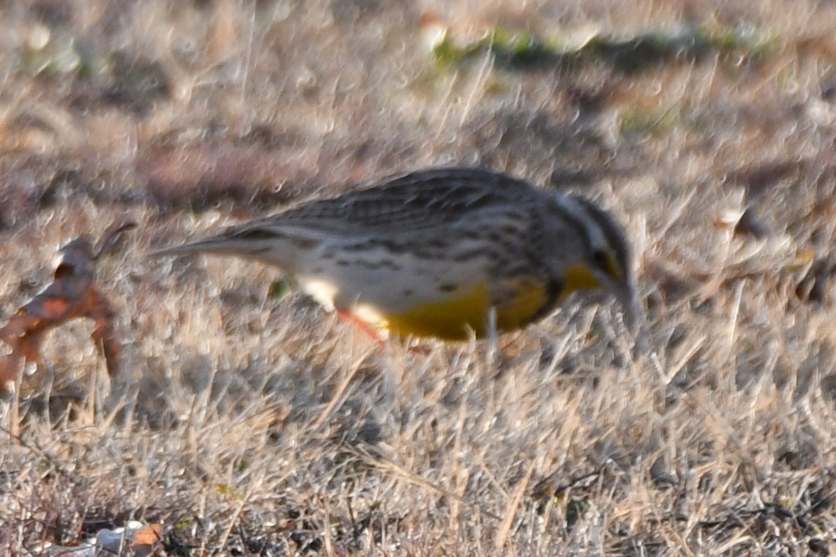 Eastern Meadowlark - ML612517598