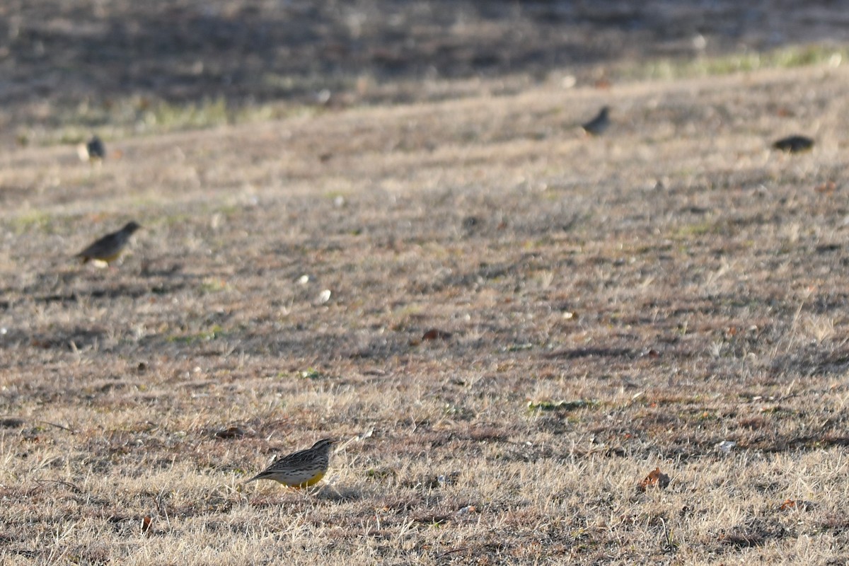 Eastern Meadowlark - ML612517599