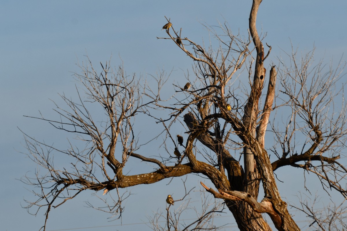 Eastern Meadowlark - ML612517600