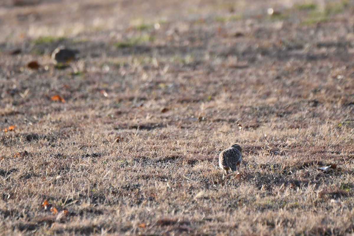 Eastern Meadowlark - ML612517601