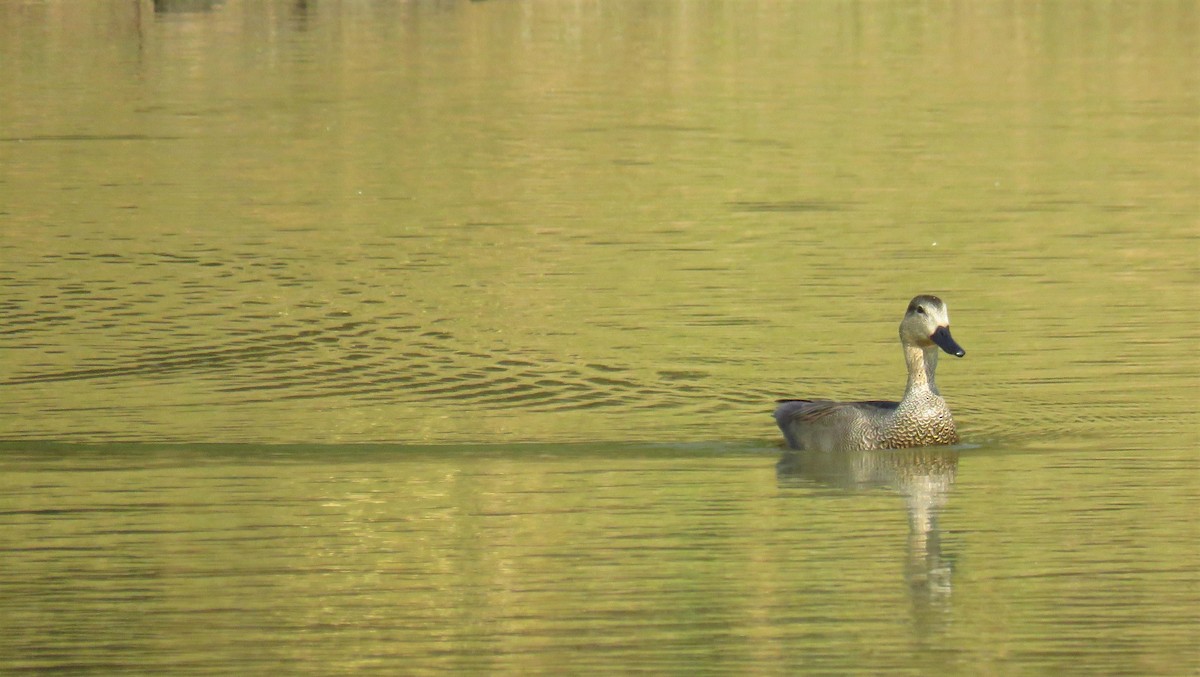 Gadwall - Franck Curk