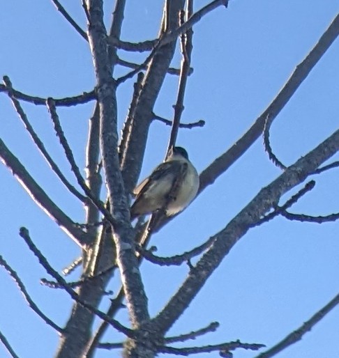 Eastern Phoebe - ML612517637