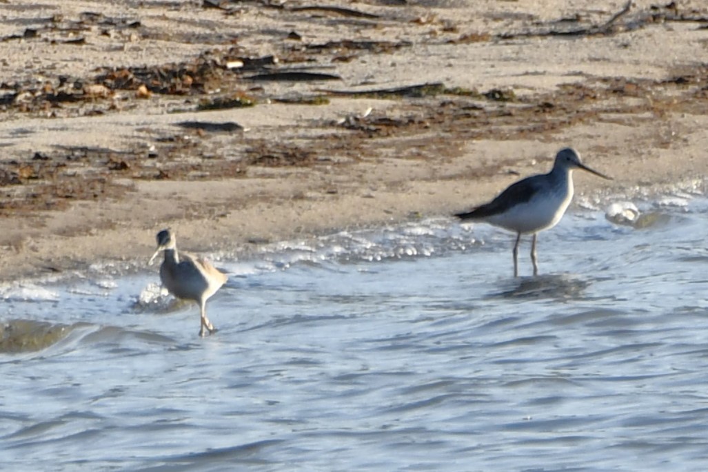 Greater Yellowlegs - ML612517651