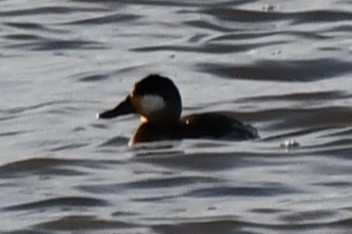 Ruddy Duck - ML612517691