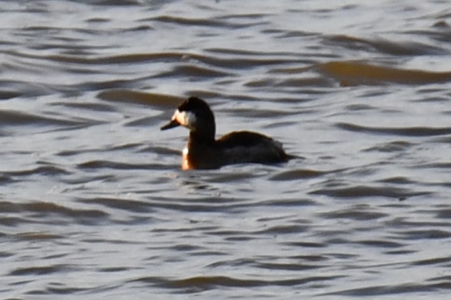 Ruddy Duck - ML612517692