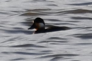 Ruddy Duck - ML612517694