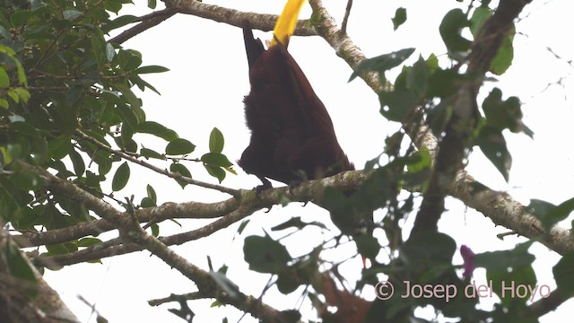 Montezuma Oropendola - ML612517773