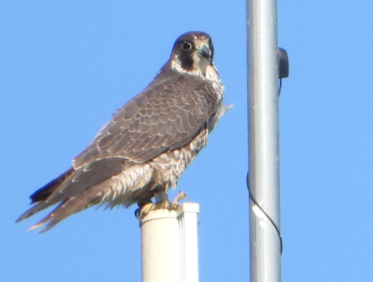 Эгэл шонхор - ML612517803