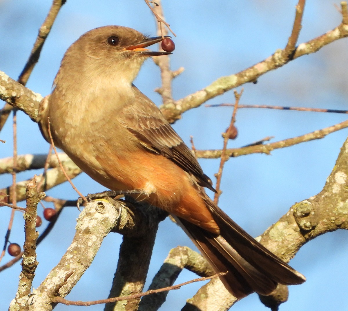 Say's Phoebe - ML612517807