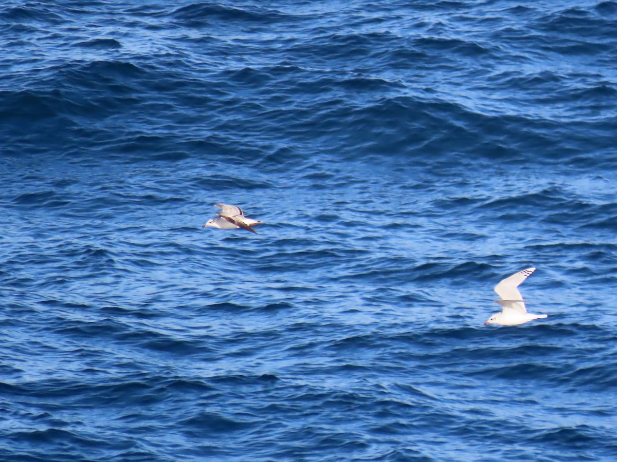 Mouette mélanocéphale - ML612517838