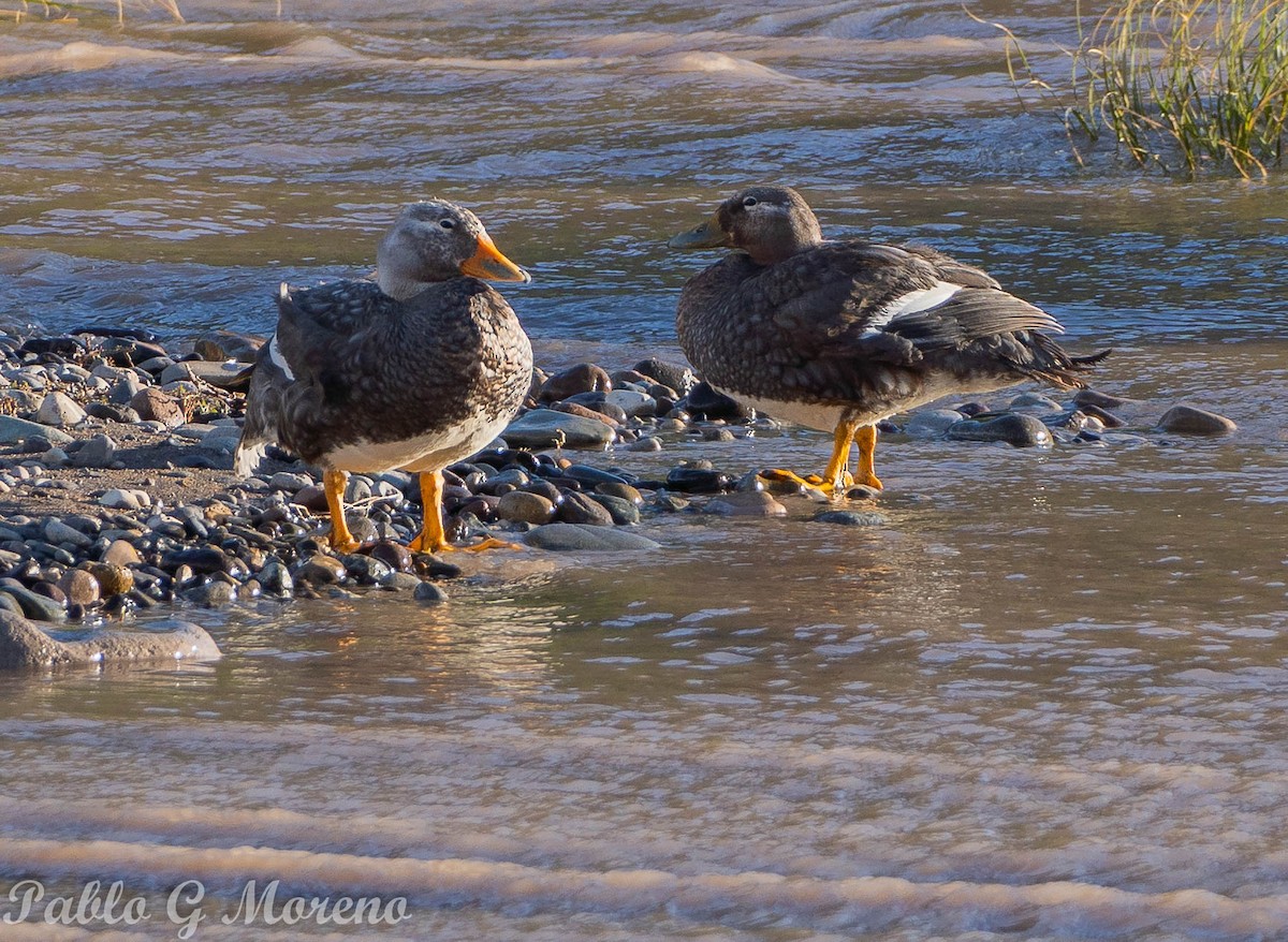 Flying Steamer-Duck - ML612517870