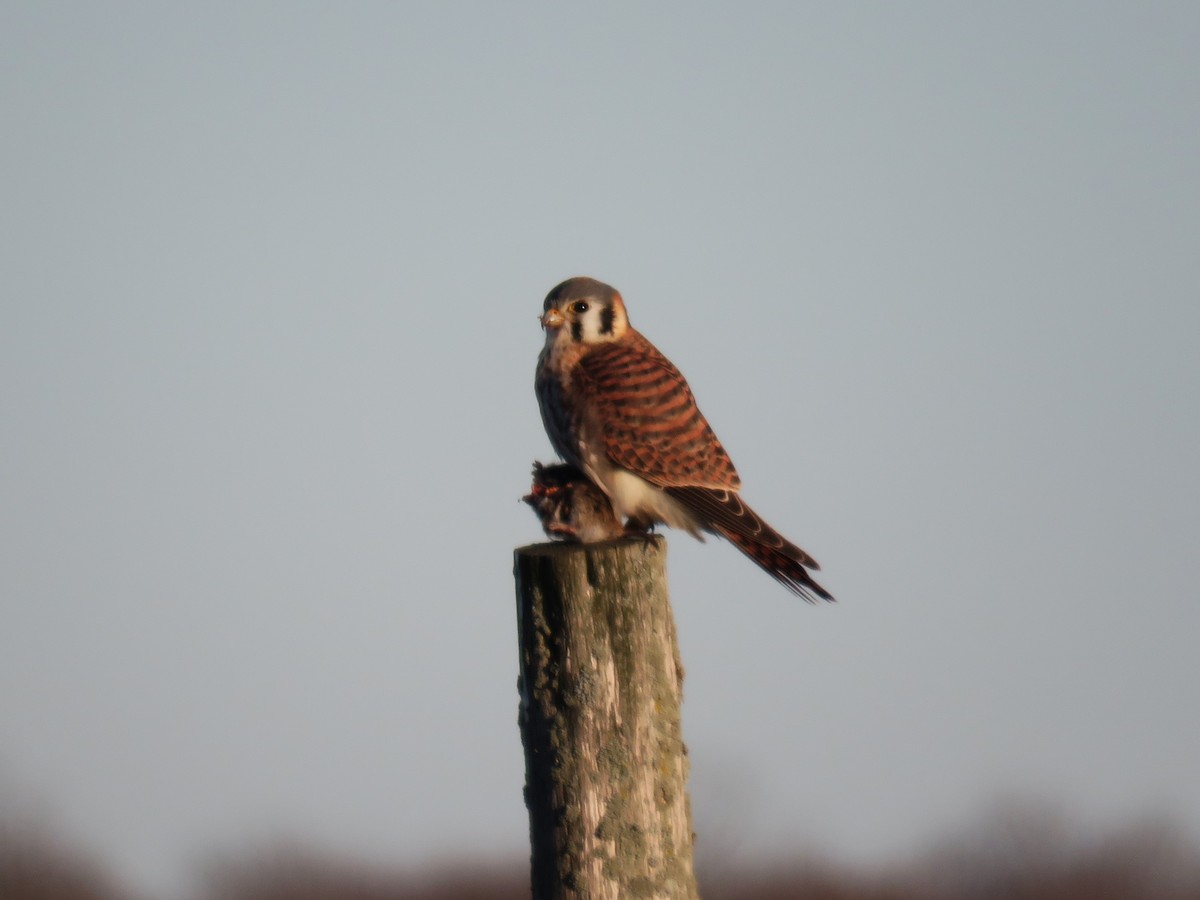 American Kestrel - ML612517872