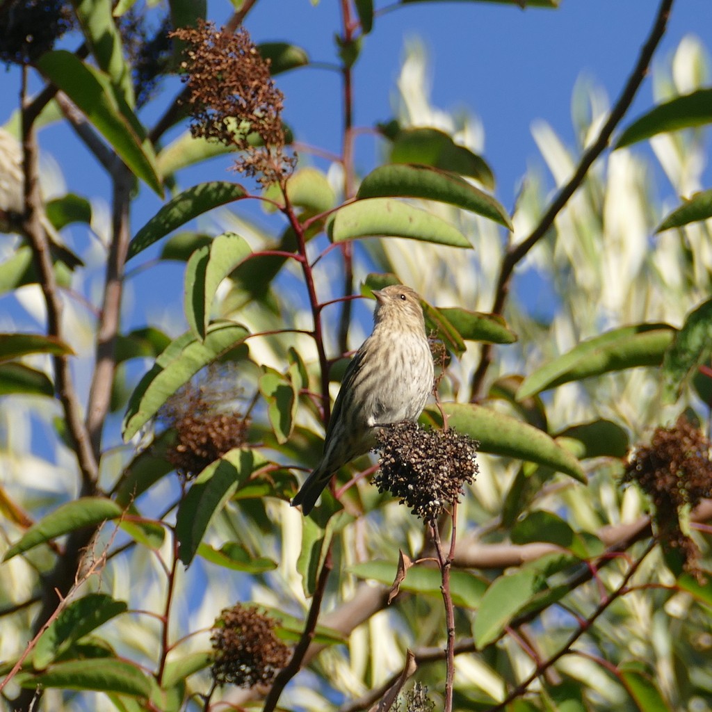 Pine Siskin - ML612517885