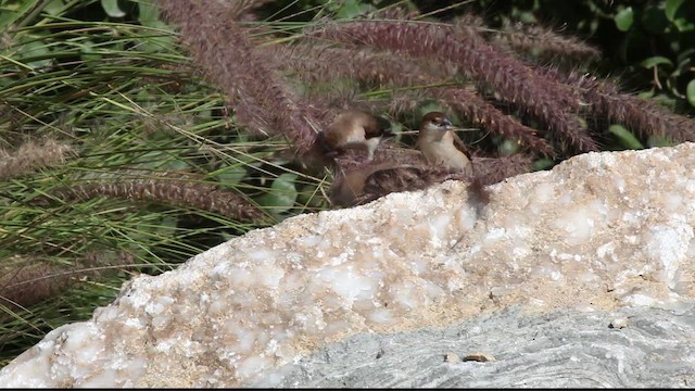 Indian Silverbill - ML612517918