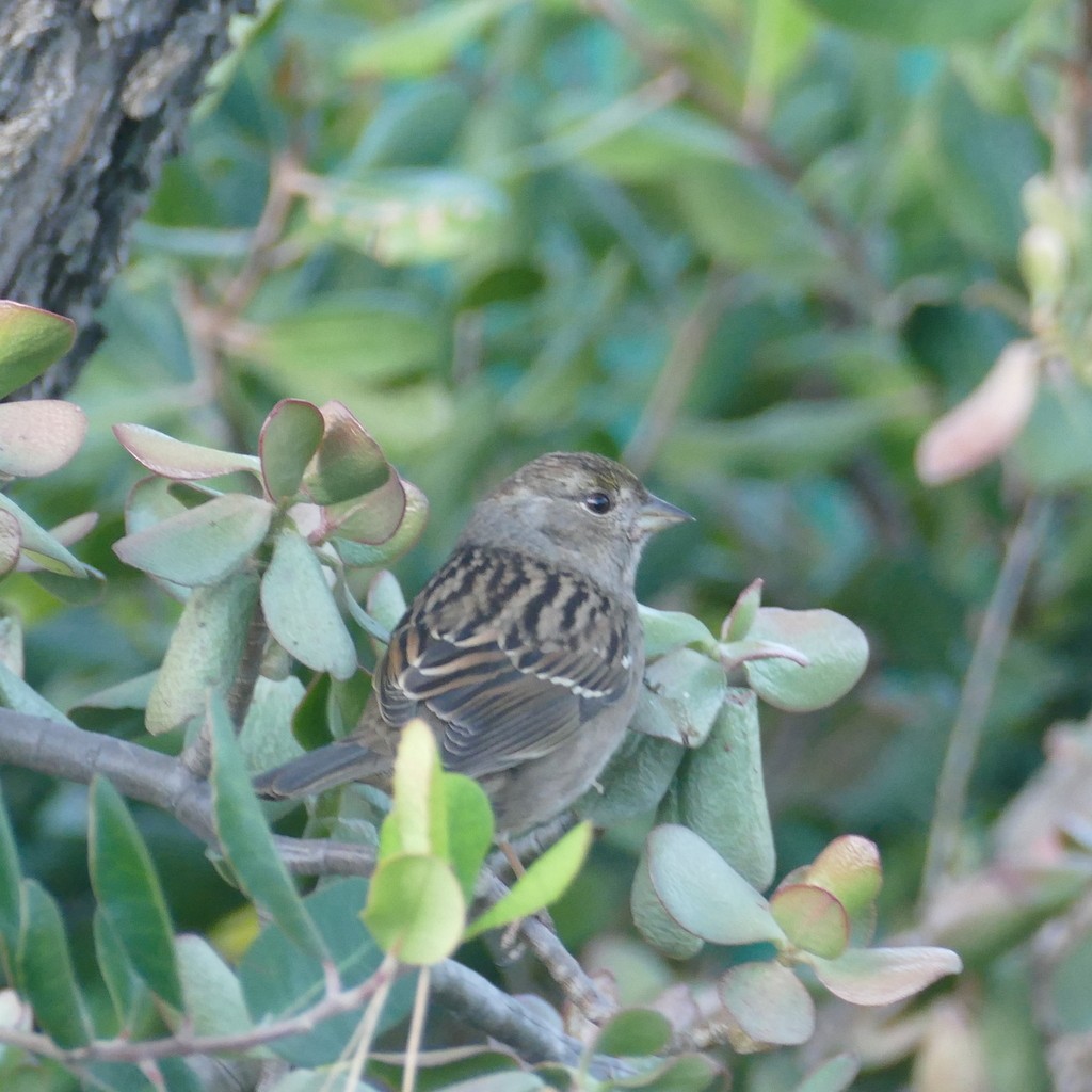 Golden-crowned Sparrow - ML612517926