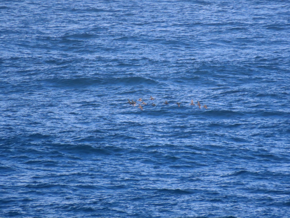 Common Scoter - Guillaume Réthoré