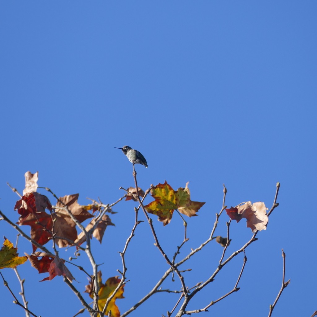 Anna's Hummingbird - ML612517940