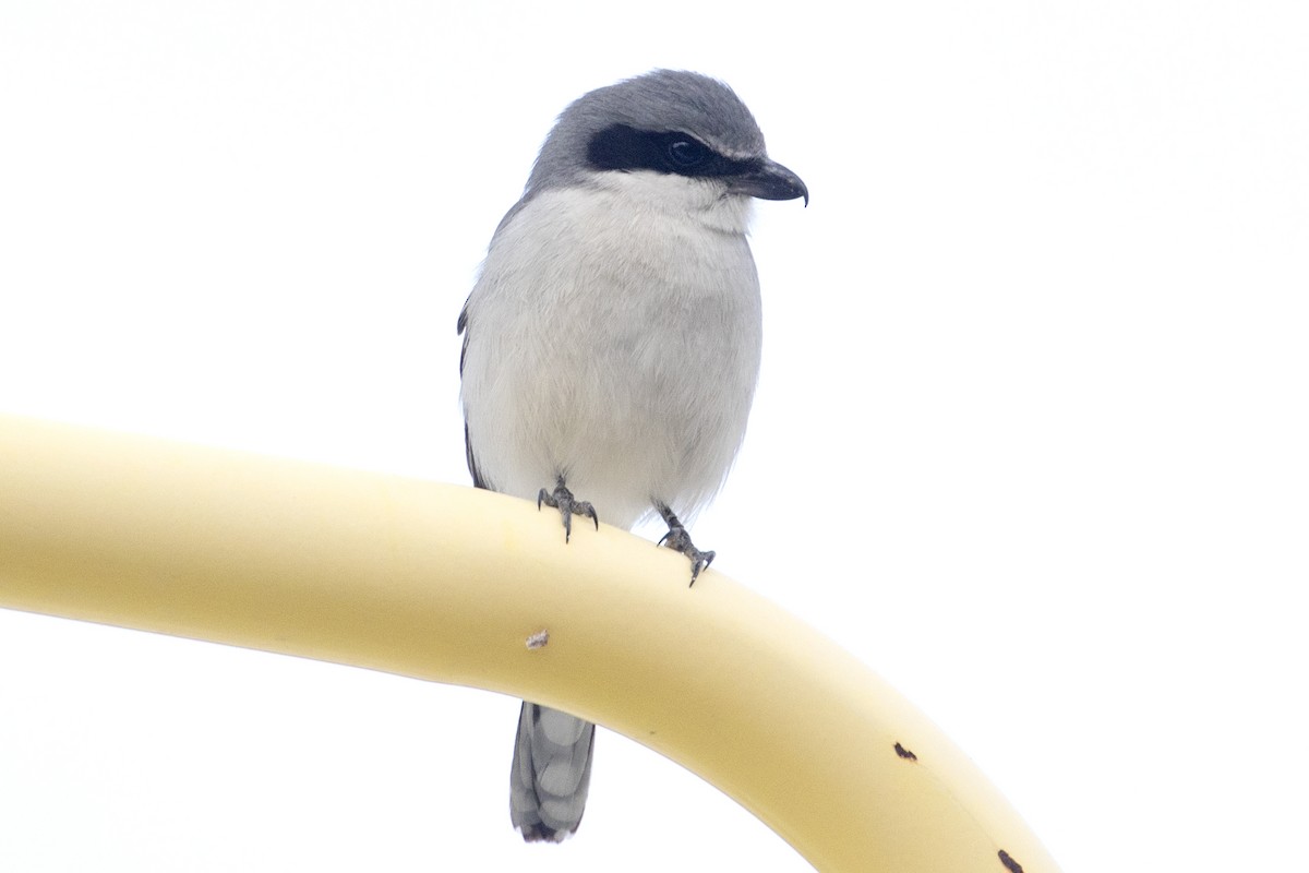 Loggerhead Shrike - ML612517966