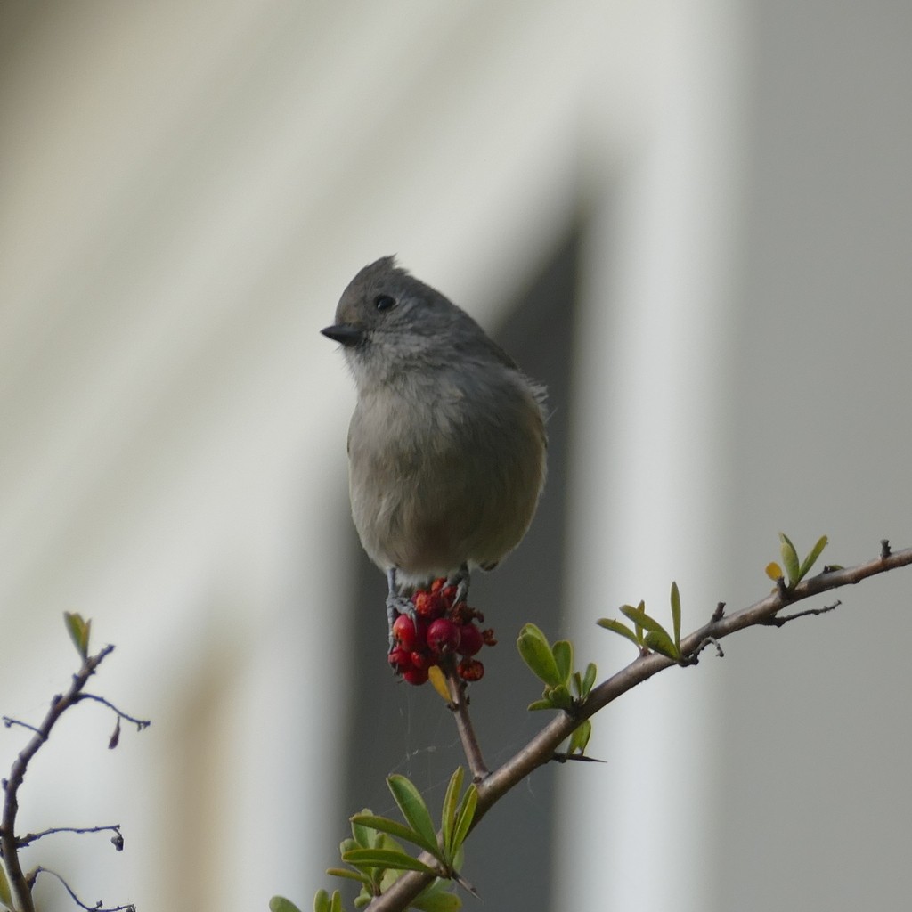 Oak Titmouse - ML612517998