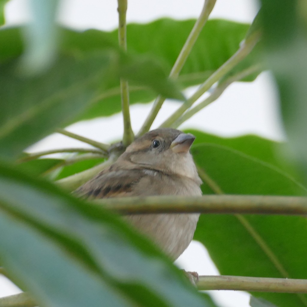 House Sparrow - Desiree Narango