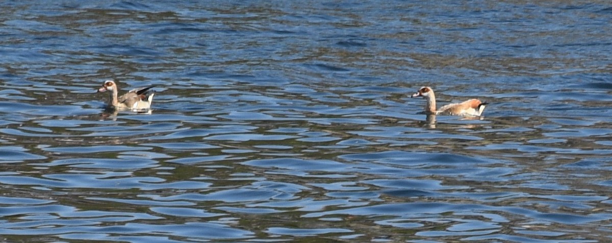 Egyptian Goose - ML612518009