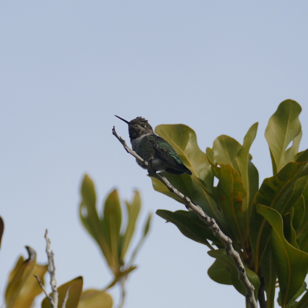 Anna's Hummingbird - ML612518016