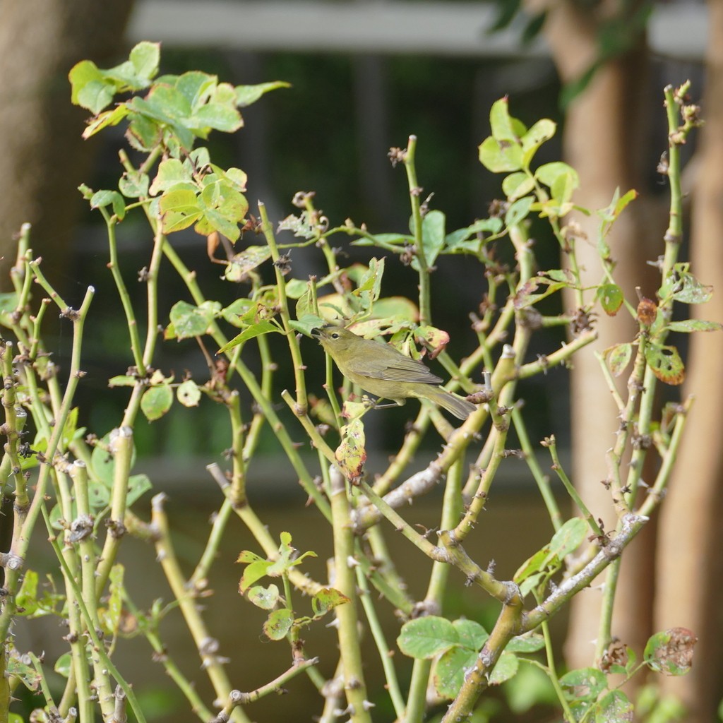 Orange-crowned Warbler - ML612518020