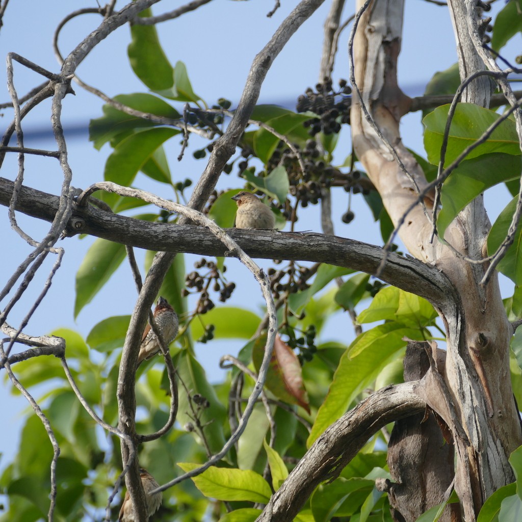 Scaly-breasted Munia - ML612518023