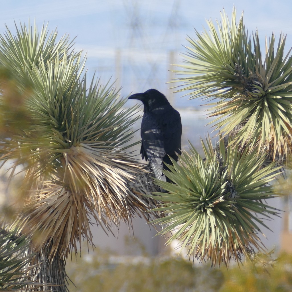 Common Raven - ML612518036